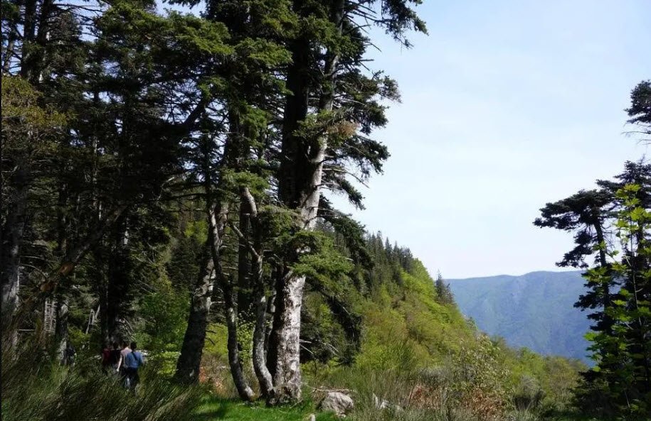 Arborétum de l'Hort de Dieu, , France